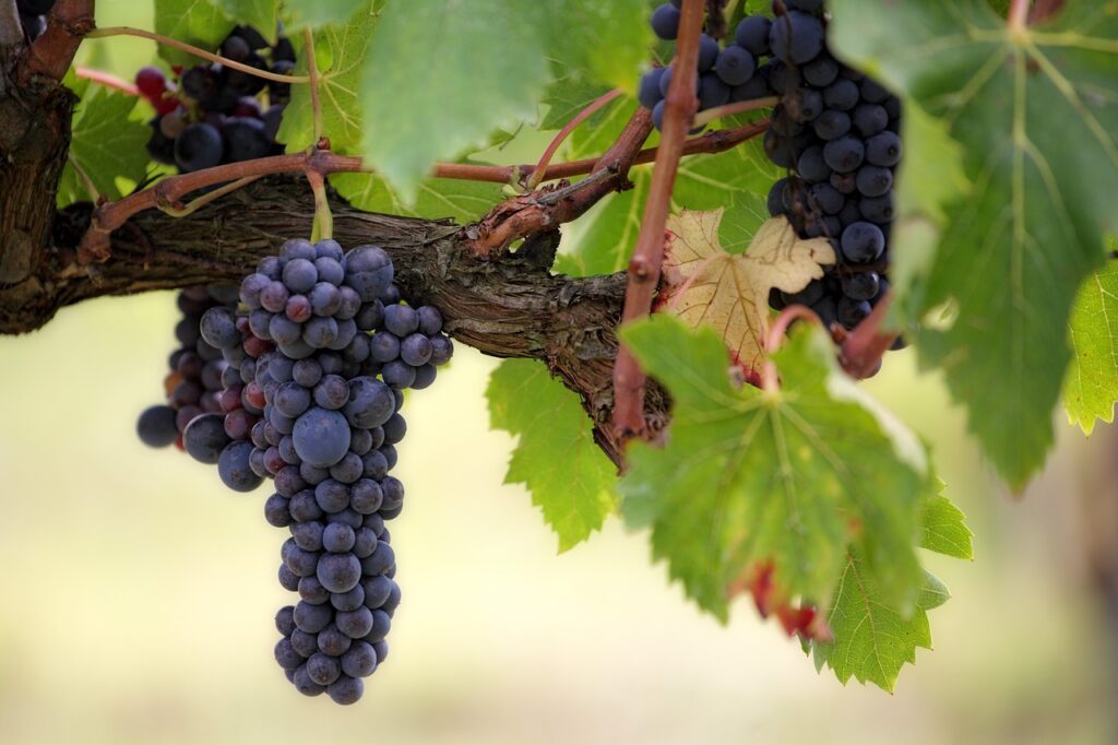 perple-wine
